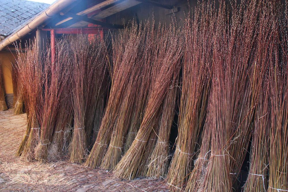 Wiklina amerykanka sucha nie sortowana.