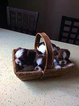 SUCZKA Shih tzu mini wzorzec rasy