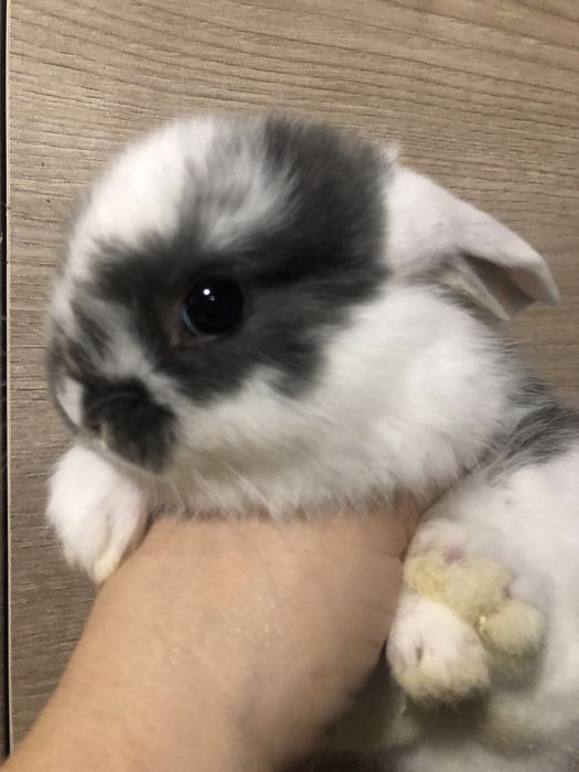 Висловухий кролик МініЛоп в типі Тедді