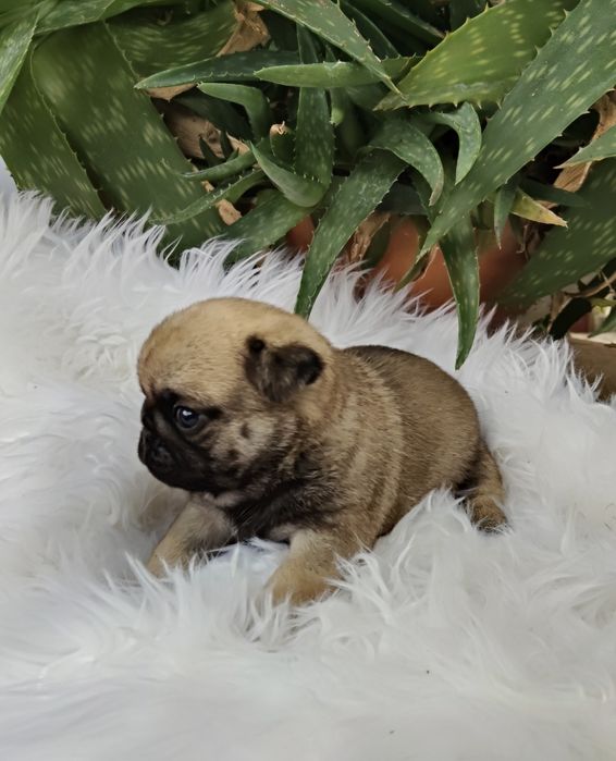 Pug Carlin com Lop