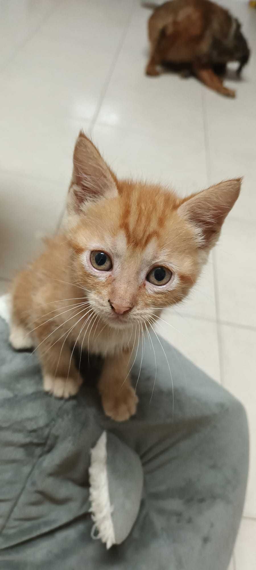 Gatinhos para adoção responsável
