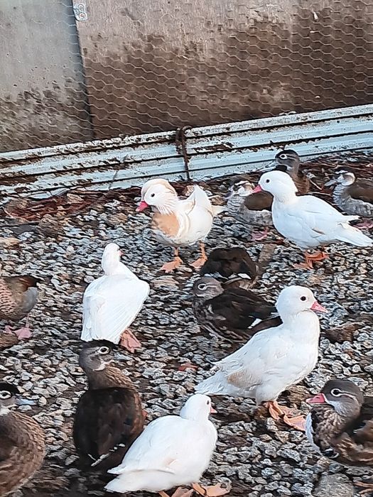 Patos ornamentais 2025