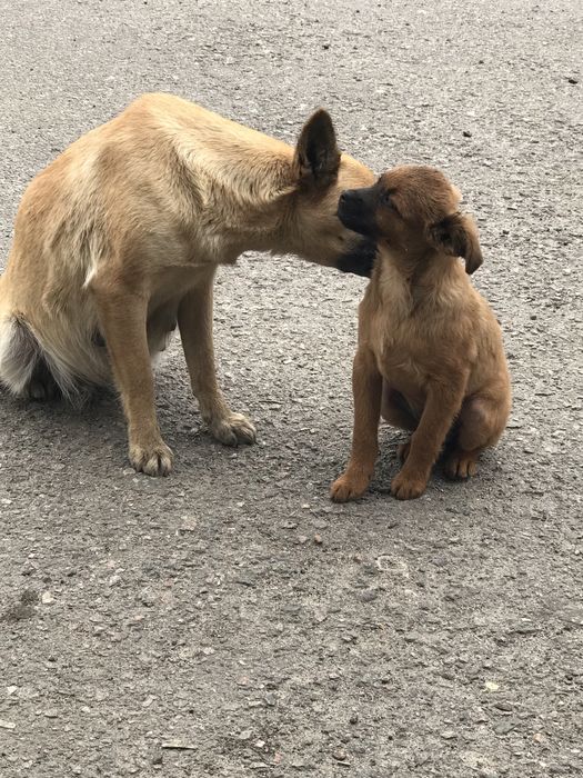Цуценята в пошуку сім‘ї.