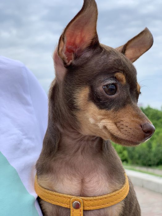 Красунчик той-терьер Річі запрошує на вʼязку)