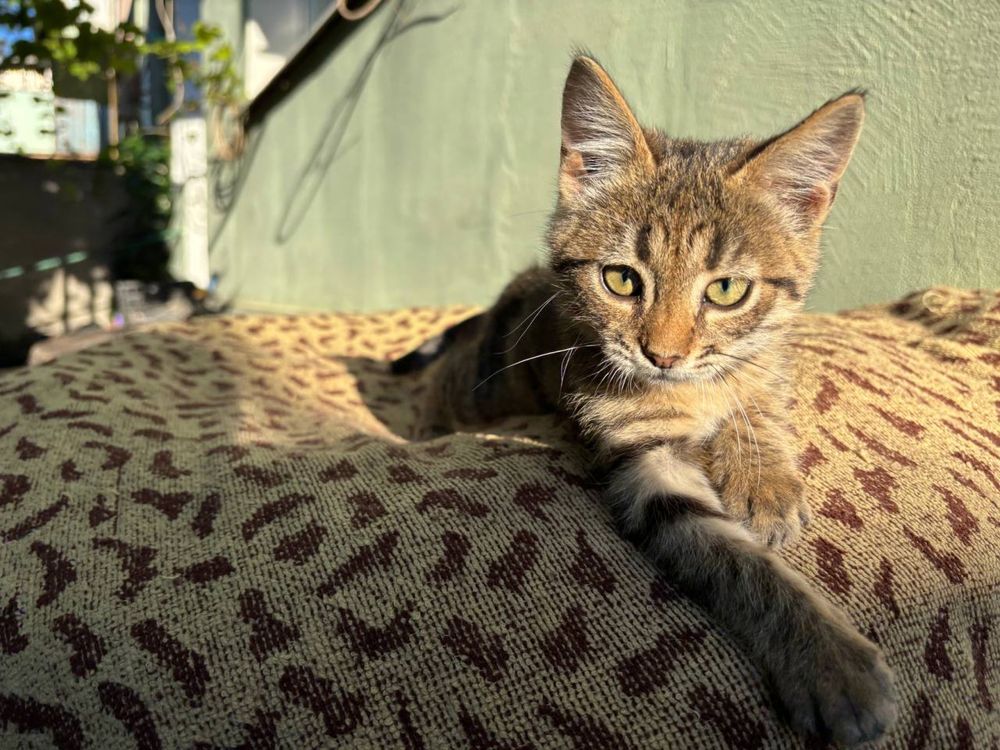 Котенок в хорошие руки