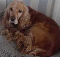 Cocker spaniel szuka domku