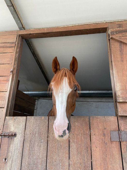 DIGNO – Cavalo Cruzado Português, Castrado, 16 anos