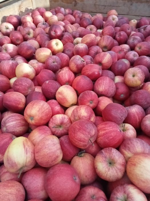 Jabłko na soki lub musy