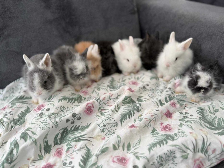 Króliczki karzełek ,teddy mini