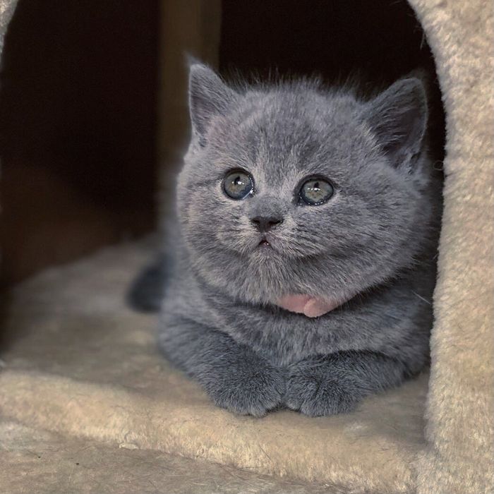 Британські кошенята