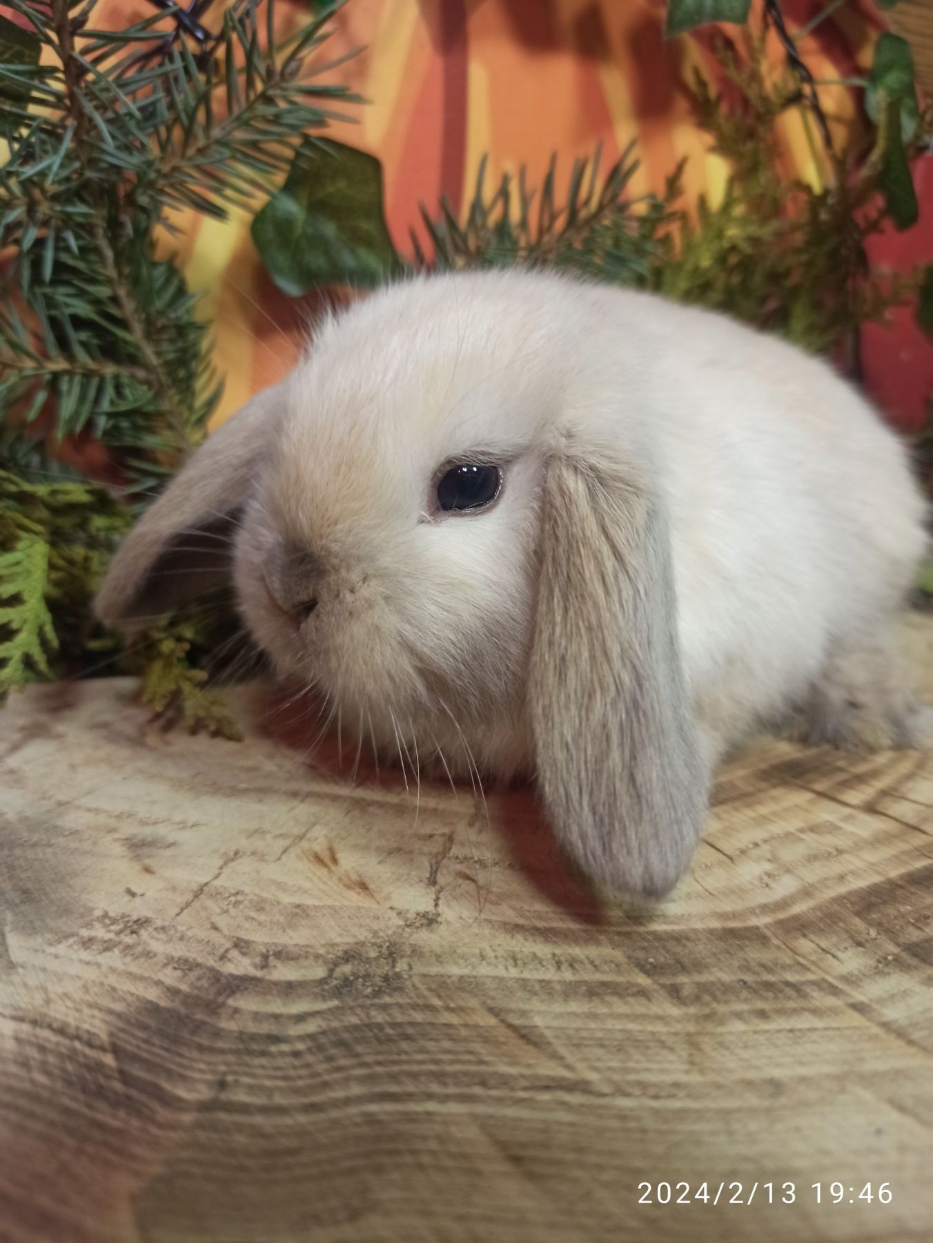 Пропоную шикарну дівчинку англійської лінії mini lop.