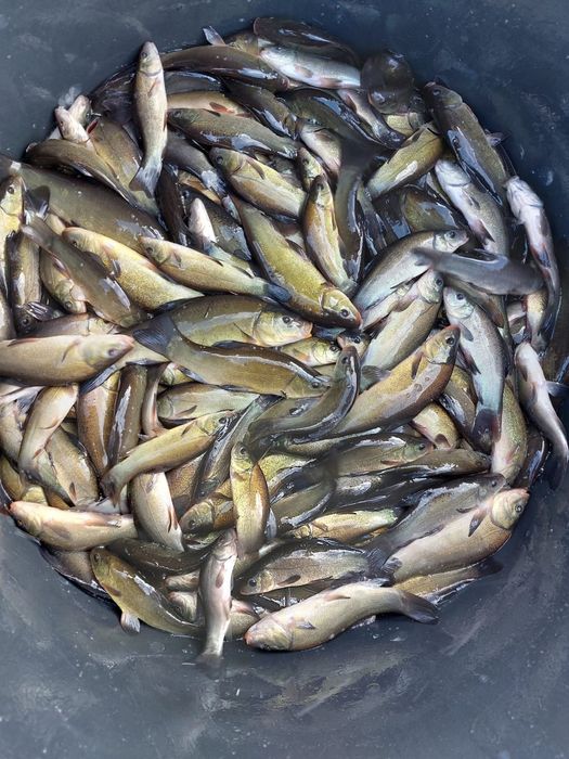 Ryby do oczka wodnego Jesiotr Albinos Karaś koi Amur Tołpyga Lin Karp