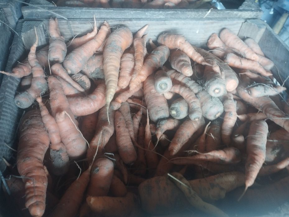 Sprzedam marchewa jadalna