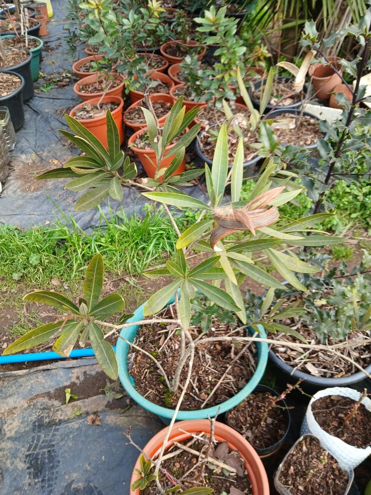 Euonymus japonicus microphyllus, Nerium Oleander e Abutilon Pictum