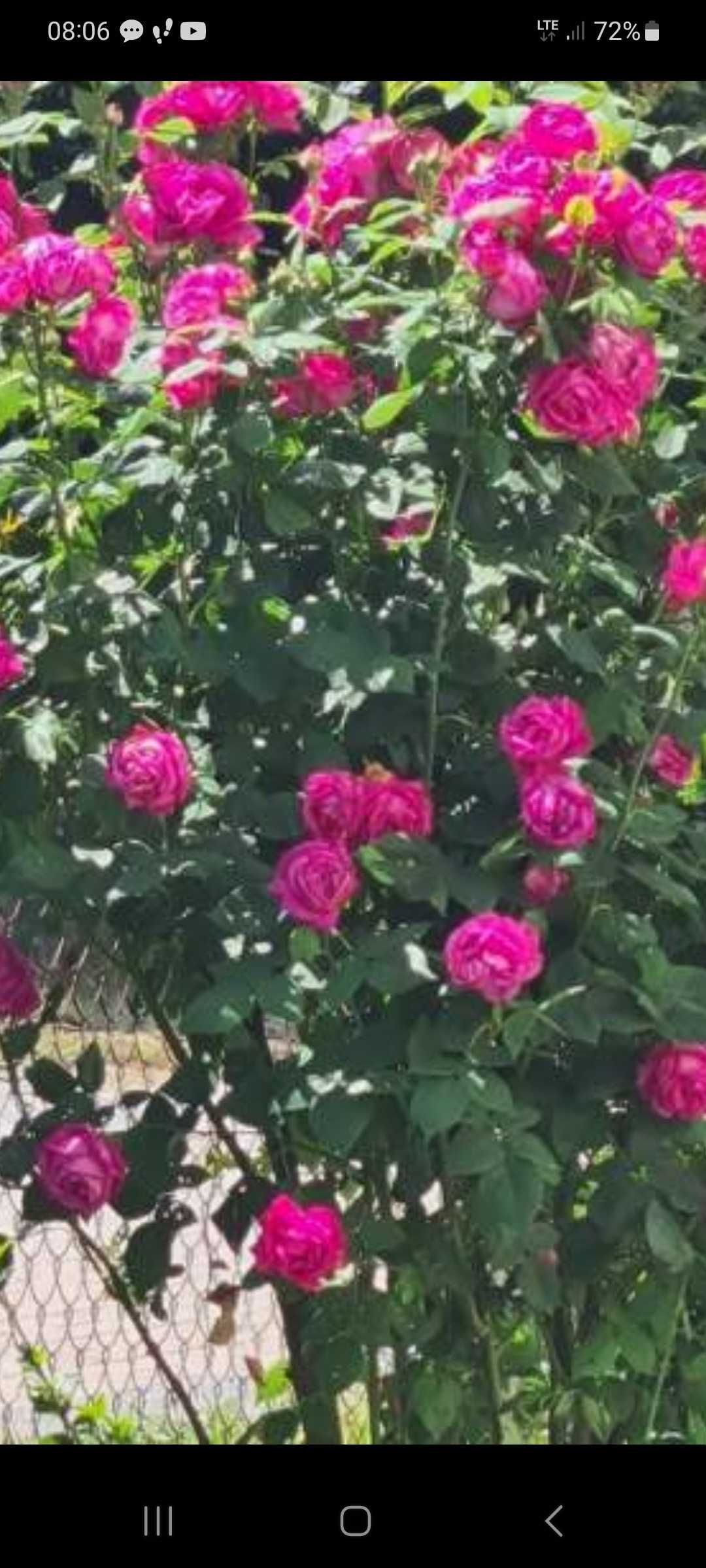 Purpurowa róża  z sadzonką z trzmieliny