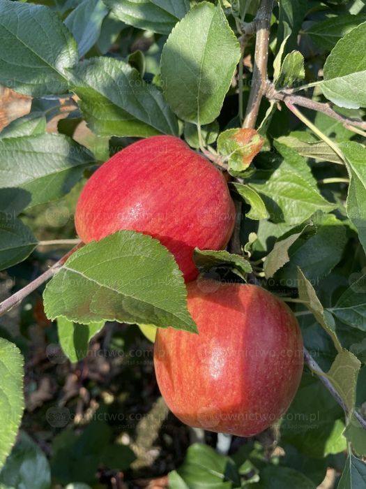 Sprzedam Jabłka prosto z sadu