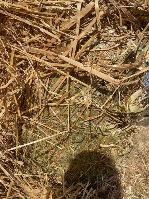 Fardos forragem raigrass