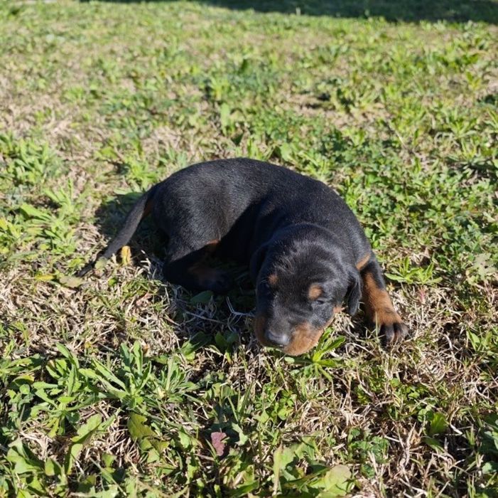 Dobermann cachorro