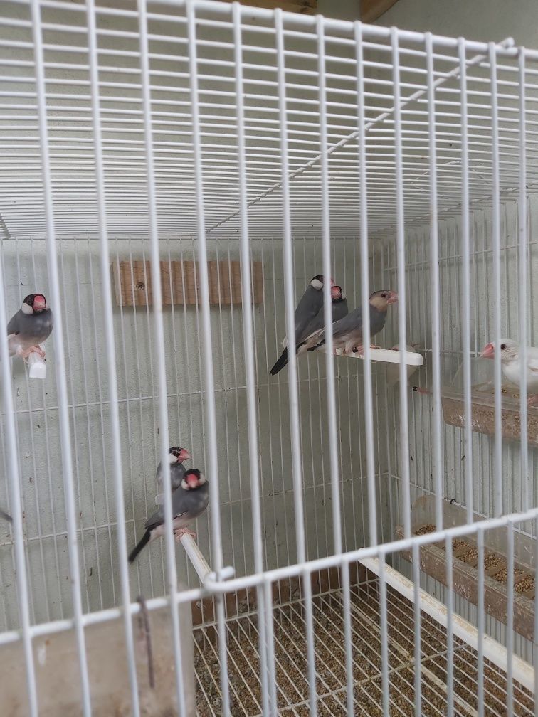 Lote pardais java