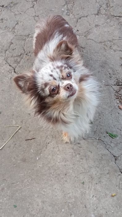 В'язка кобель чіхуахуа