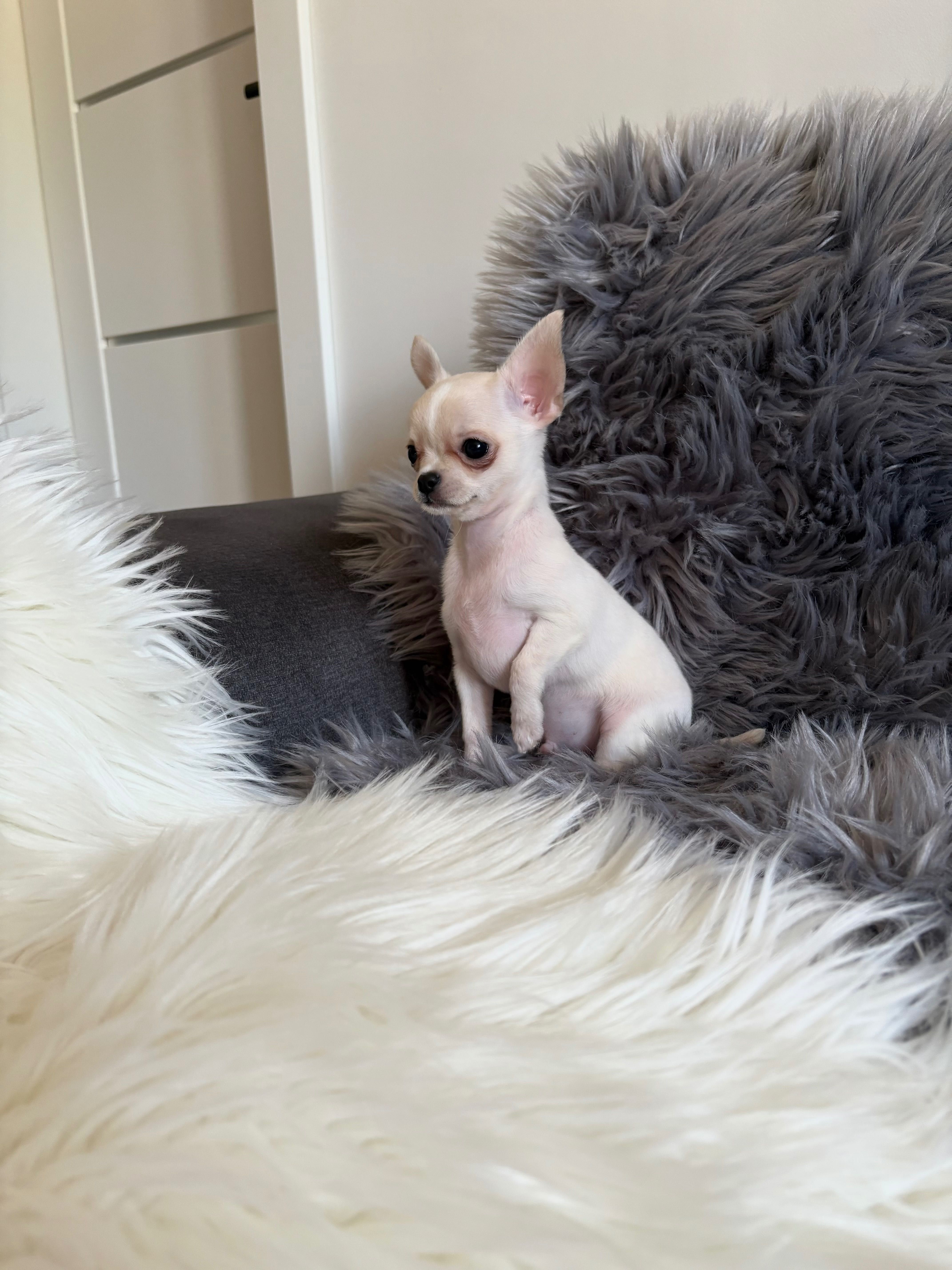 Chihuahua, mini piesek