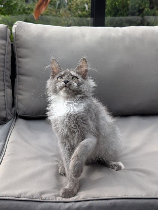 Amira niebieska szylkretka Maine Coon Zapraszamy