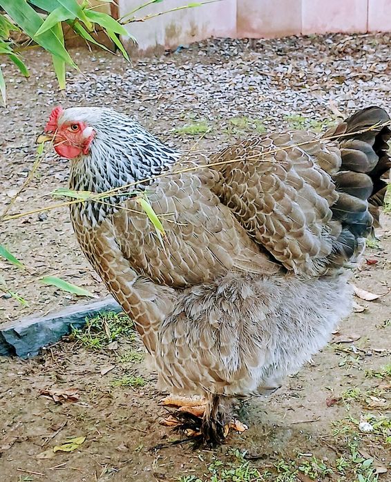 Galinhas  ,galos  brahmas