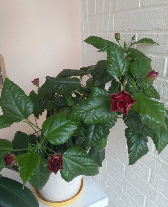 Китайская роза большая и маленькая, гибискус комнатный красный
