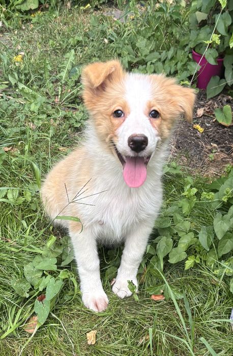 Border collie- piesek ee-red