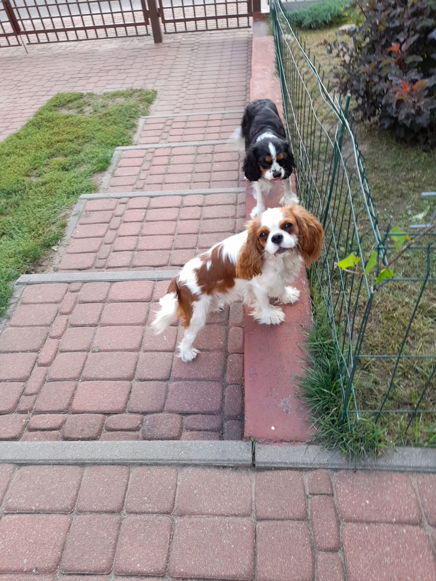 Cavalier King Charles Spaniel