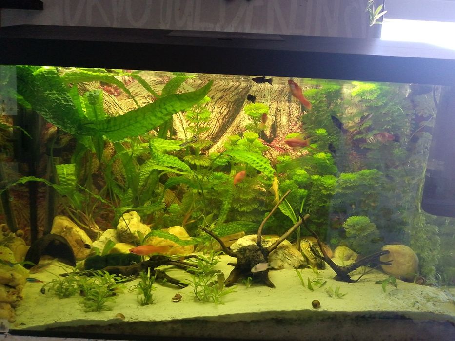 Akwarium 120l z takie jak na foto