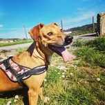 Boby: um guerreiro que viveu acorrentado desde bebê!