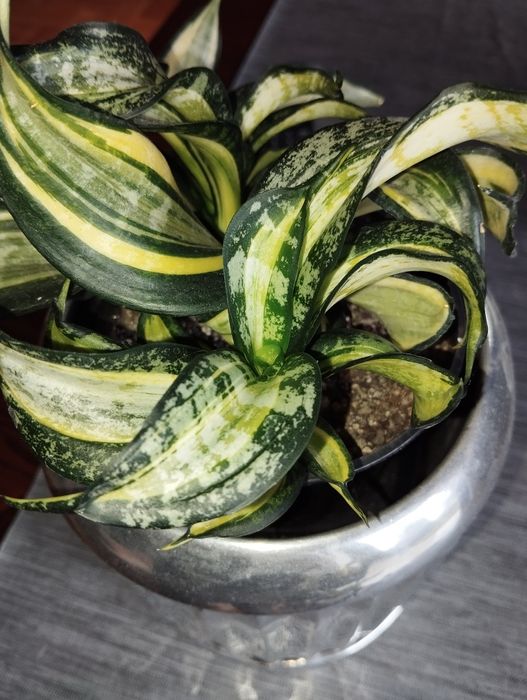 Sansevieria Spiral Star sansevieria hahniiSilver Frost