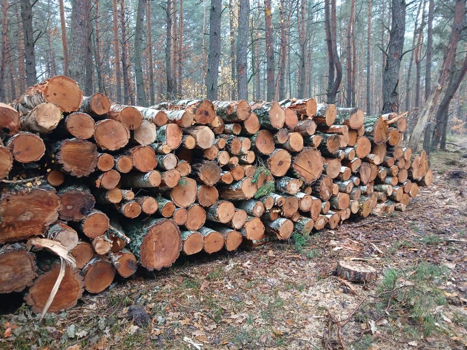 Drewno drzewo opałowe Sosna Dąb Brzoza Buk