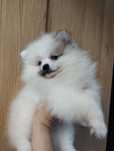 Szpic miniaturowy idealny pomeranian miś