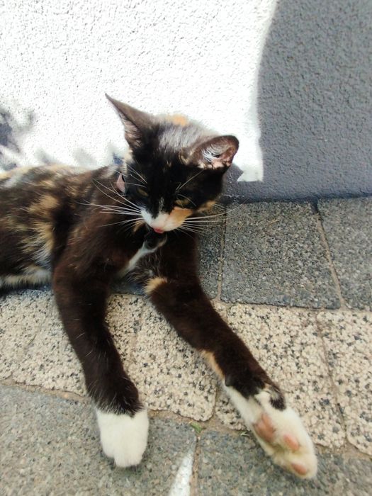 UWAGA! Zaginęła kot od małych kociąt