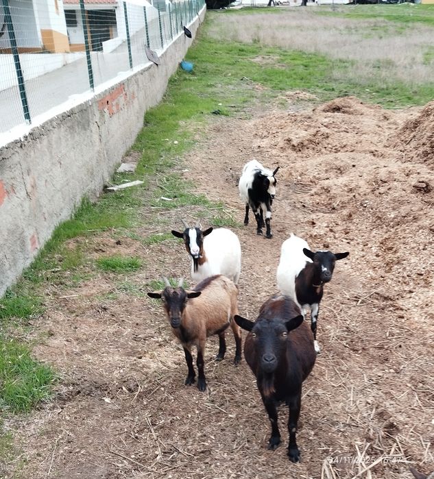Tenho 3 cabras 1 chibo