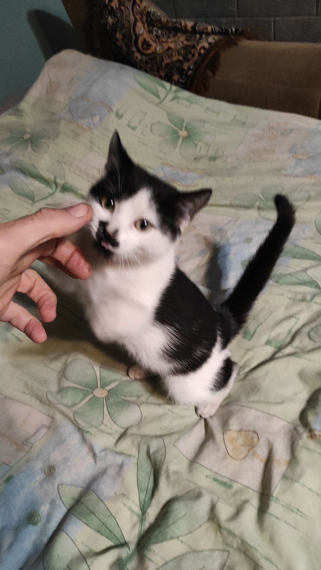 Киця, кошеня ,котик
