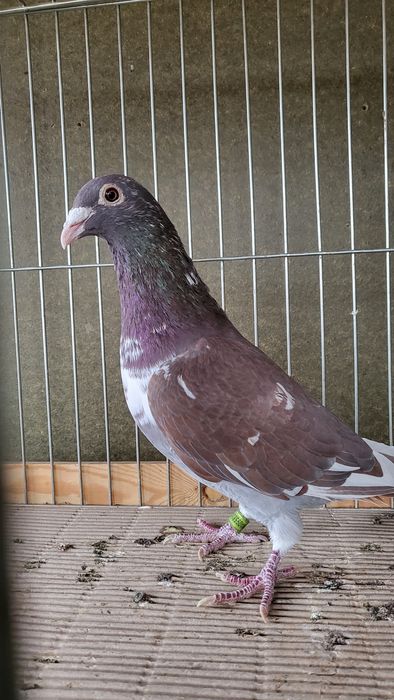 Golebie pocztowe.  Mulemans