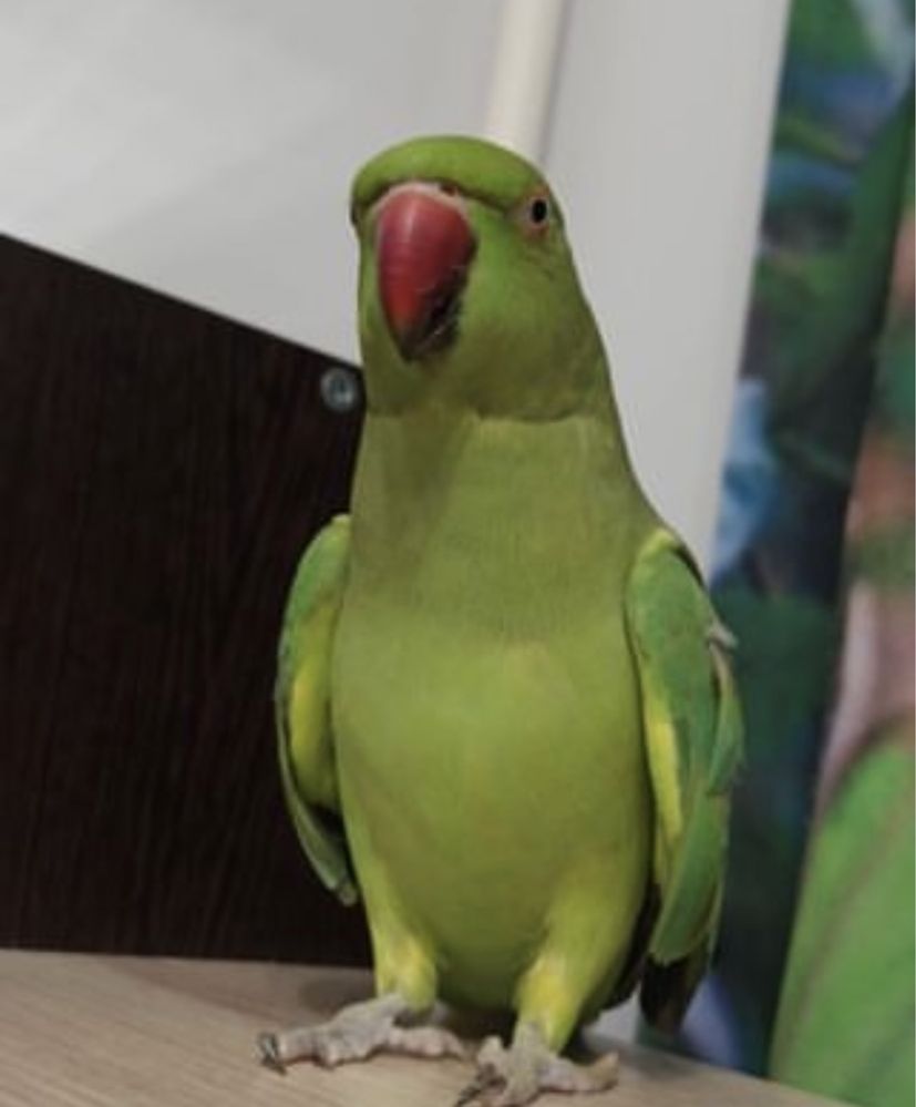 Говорящий ожереловый попугай молодой ручной