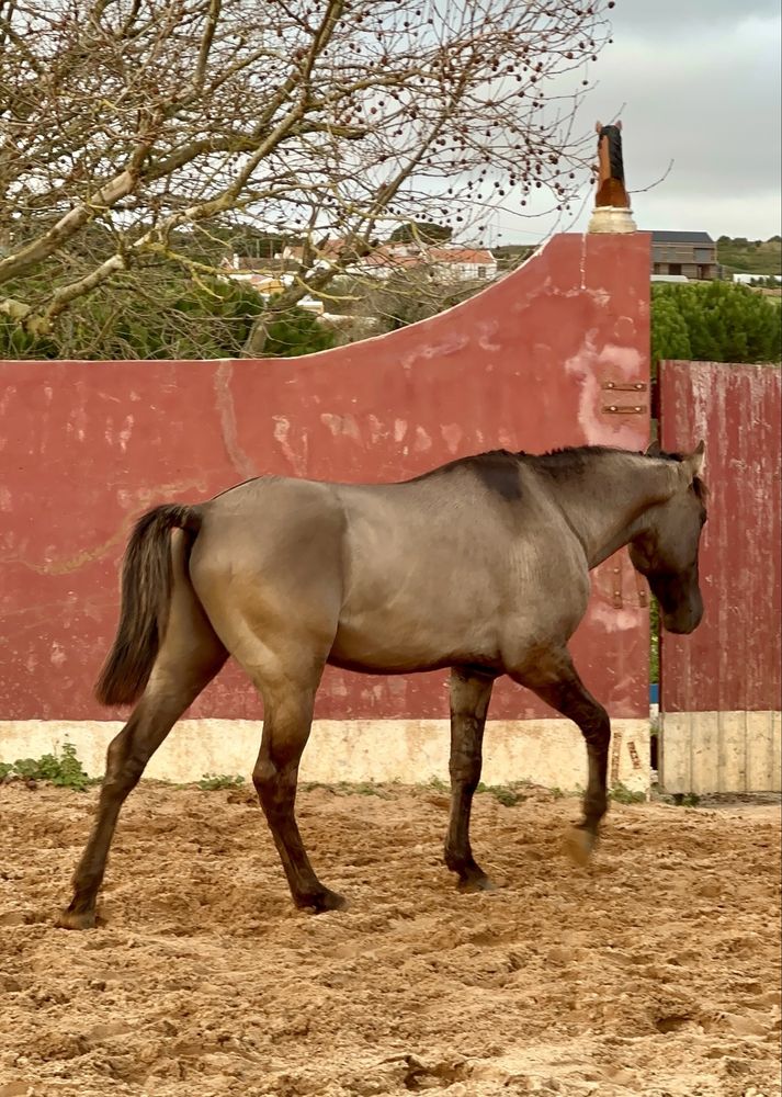 Poldro Lusitano Puro - Potro Bay Blue book Complet Ortigao coast lines