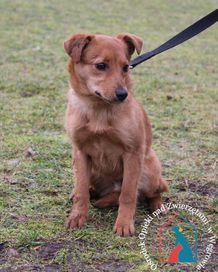 Szczeniak, 6 miesięcy, 5 kg, będzie nieduży - adoptuj