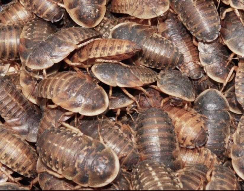Karaczan Karacznay Argetynskie Blaptica Dubia 2-3 100 szt