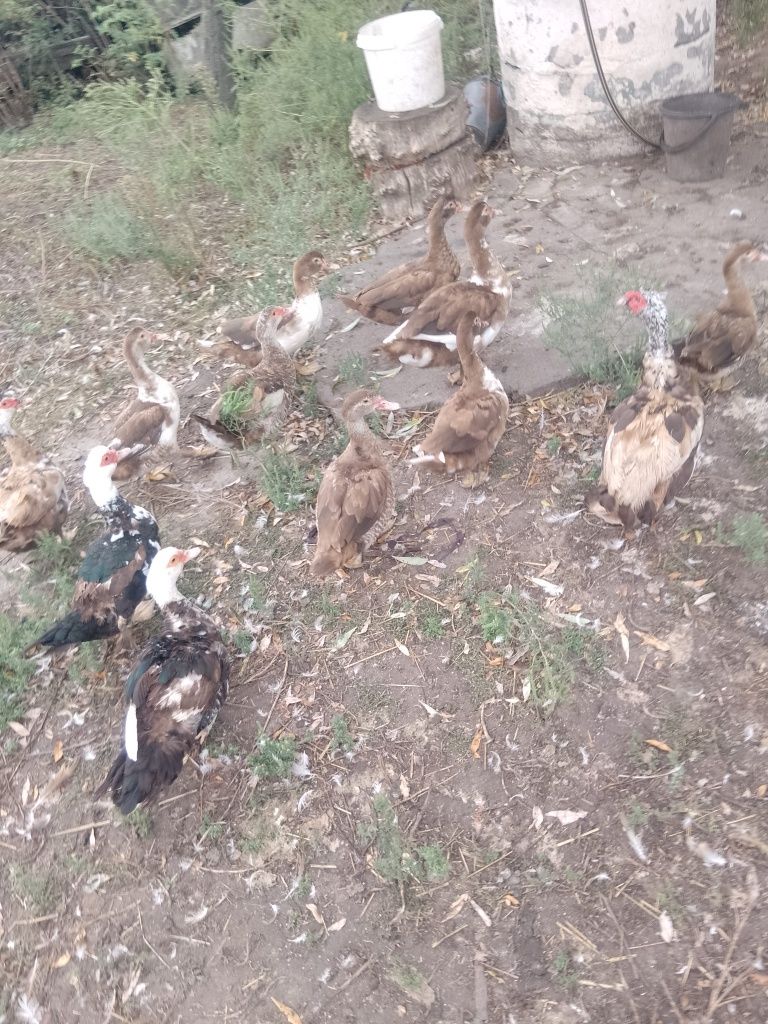 качки шипуни на плід