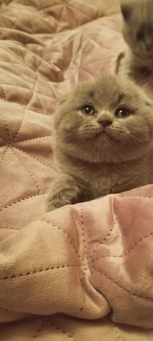 Гарний котик на вязку