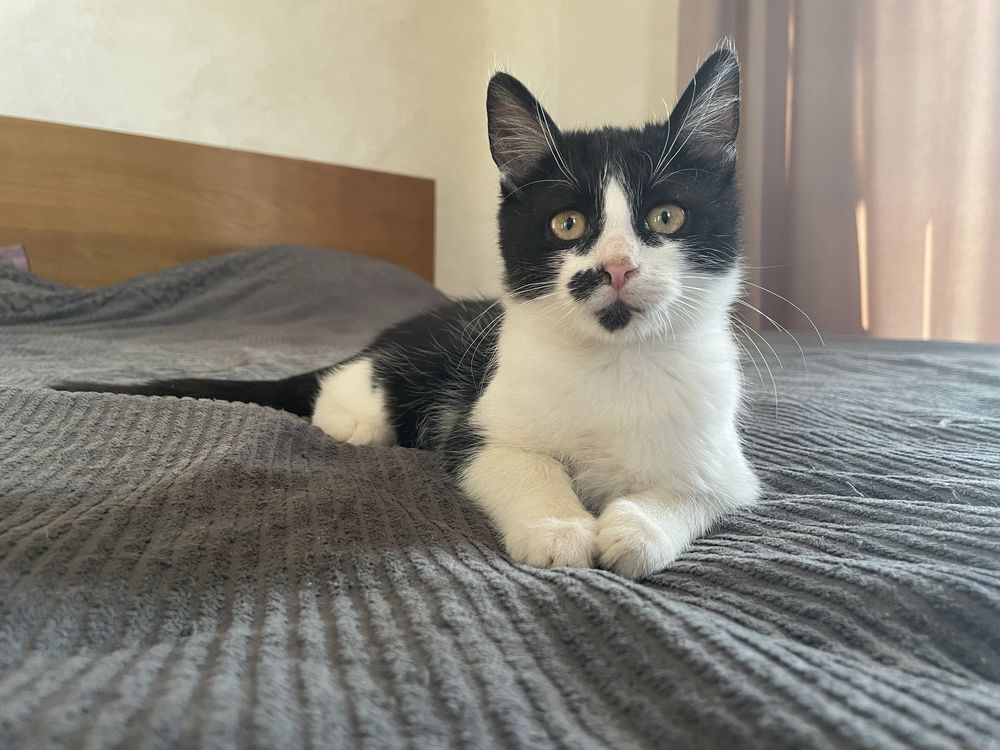 Котик в добрі руки