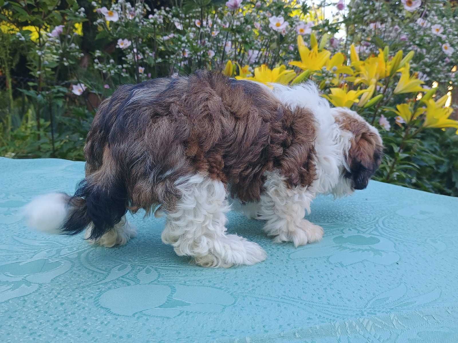Suczka Szczeniak Shih TZU - Tricolore.