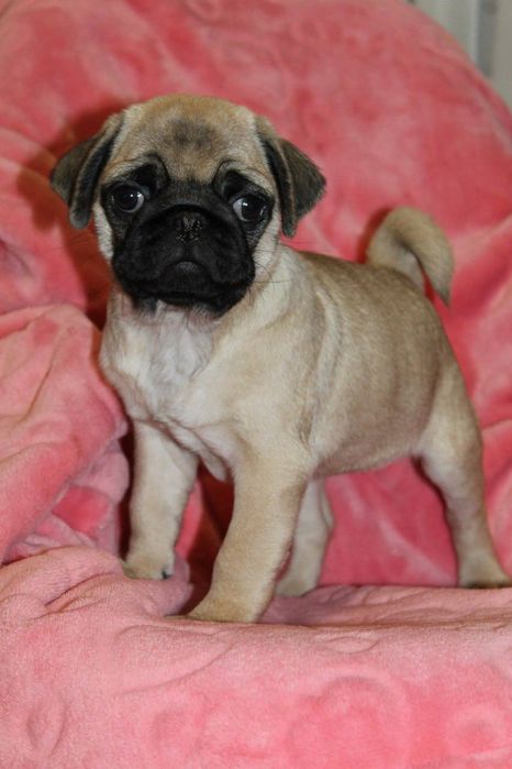 Бомбезні мопсики