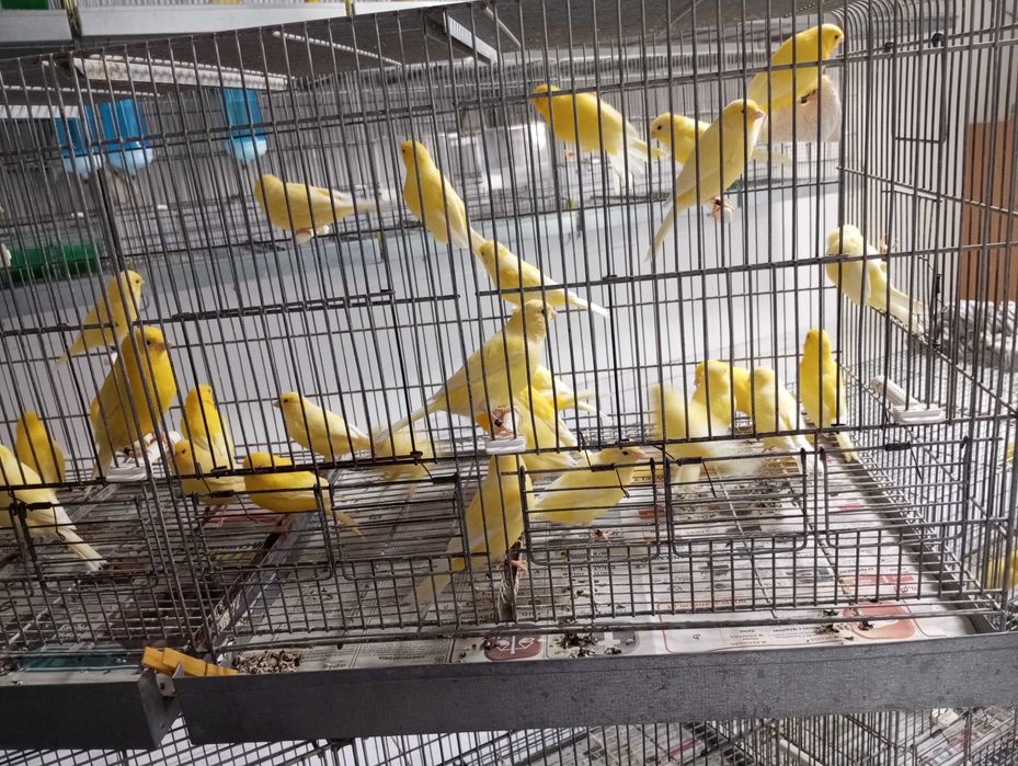 Canários Amarelos Amadora
