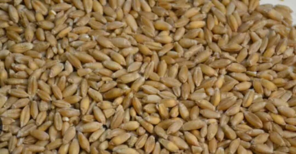 Pszenżyto zbiór 2025